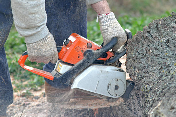 How Our Tree Care Process Works  in  Green Meadows, OH